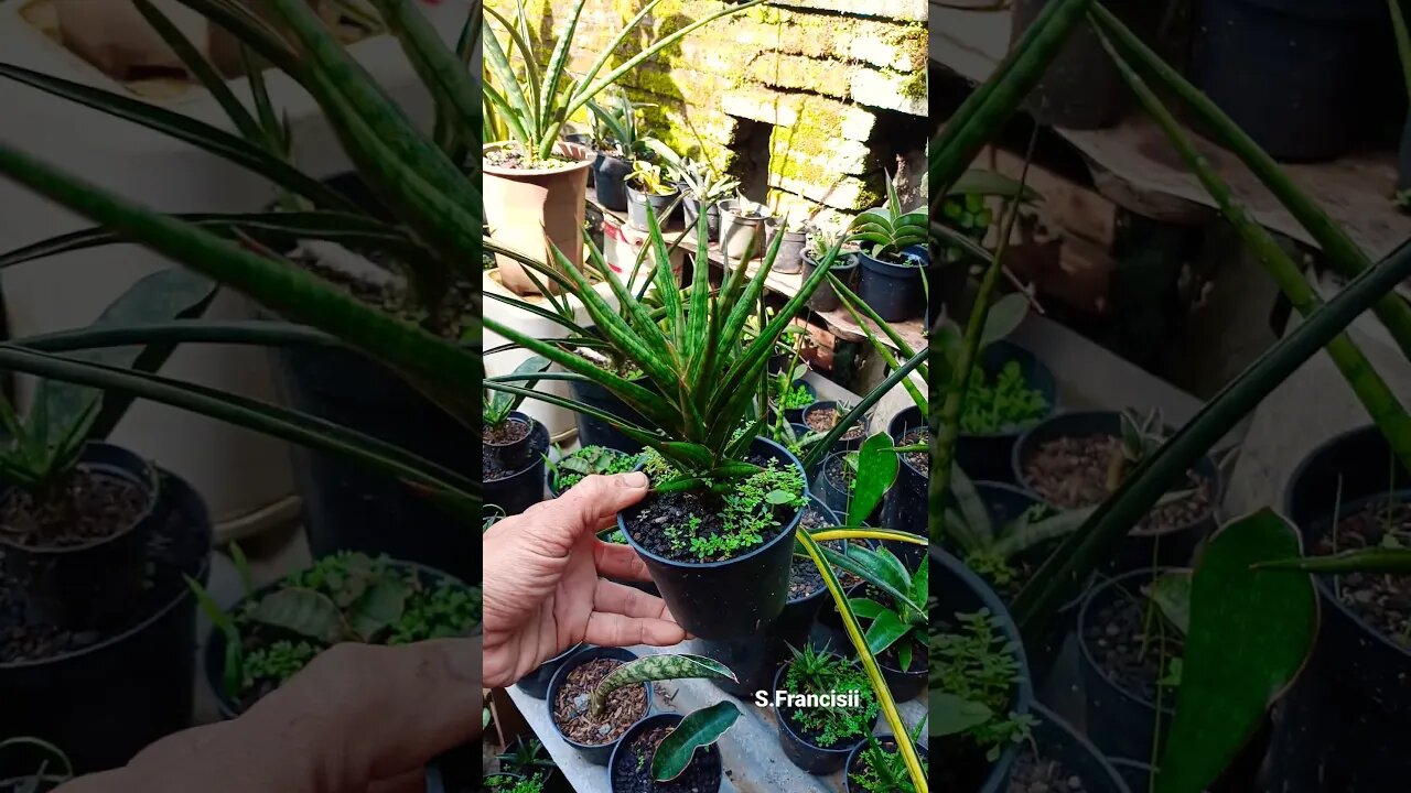 sansevieria Francisii