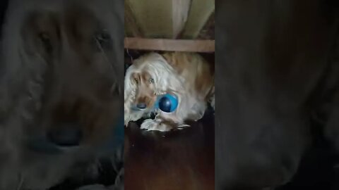 golden dog , shorts