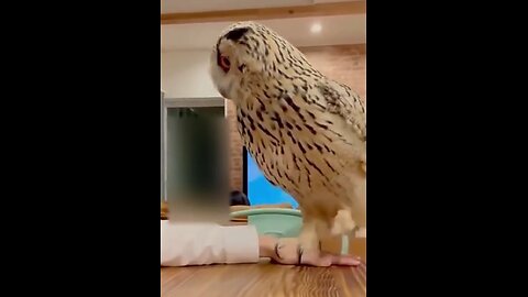 Funny animals ever