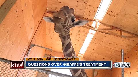 Woman concerned giraffe abused