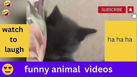 Funny animal videos Funny cats dogs Funny animals1