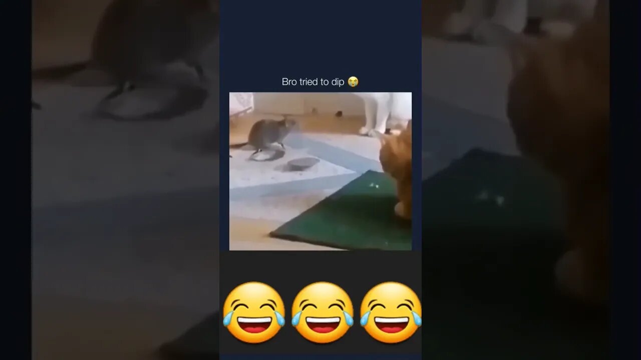 Rat broke into the wrong house 😂😂😂 #rat