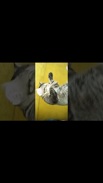 Kitty cat sleeping. #kitten