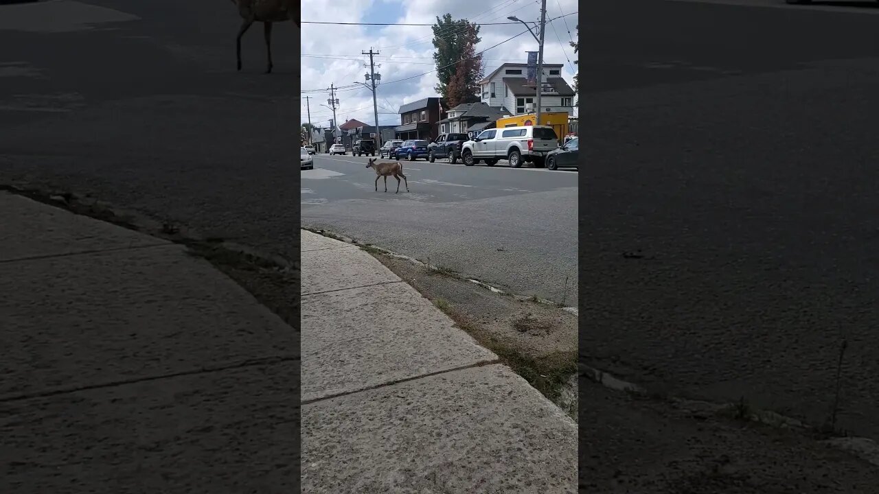 town deer walking to down town Haliburton