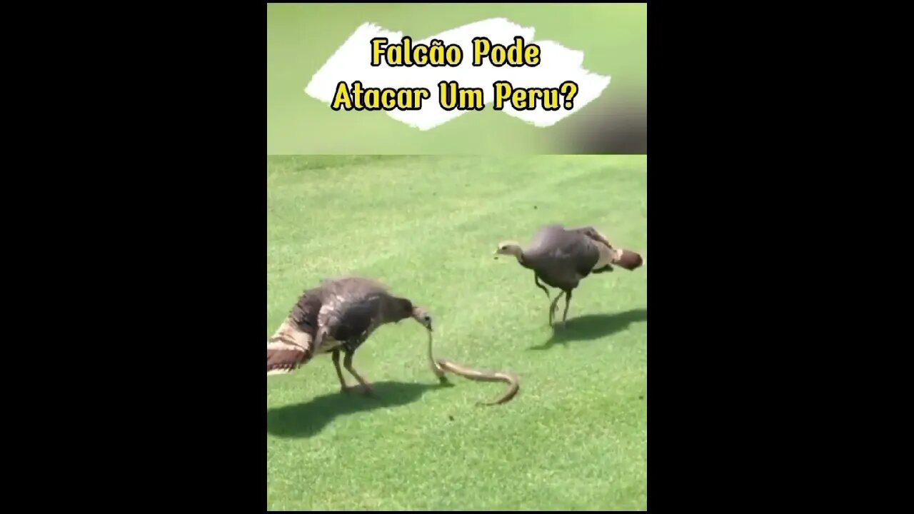 Quando O Falcão Tenta Atacar O Peru! #shorts