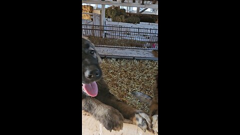 Caucasian ovcharka puppies