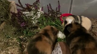 Guinea pigs enjoying fresh basil and parsley 🌿