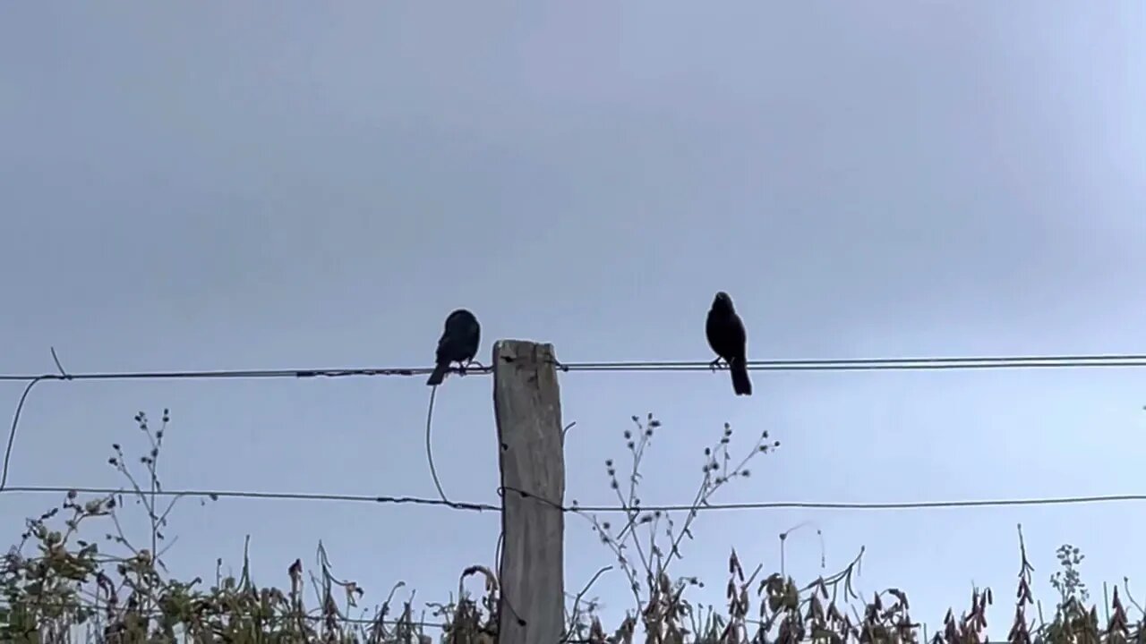 Pássaro Preto Cantando