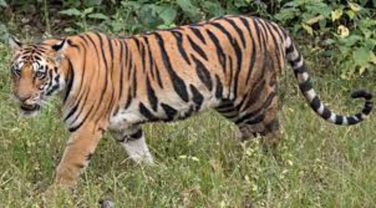 TIGER IN BHOPAL