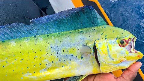 Catching the FASTEST growing fish in the OCEAN from a *JET SKI*