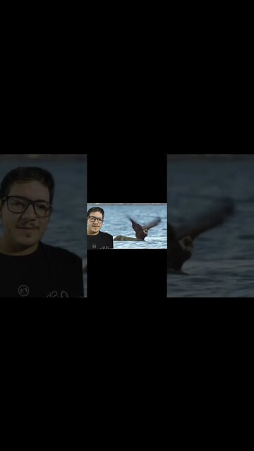 Bald Eagles are not what you think