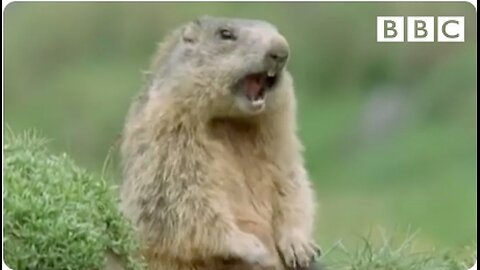 Funny talking animals: Alan!.. Alan!.. Steve! | Walk on the Wild Side