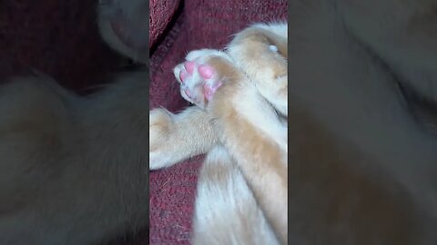 Look at my Cat’s Toe Beans 🫘