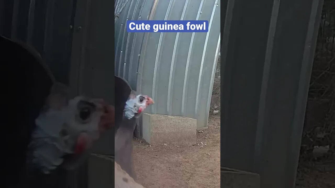 Farm surveillance. Guinea fowl keets all grown up