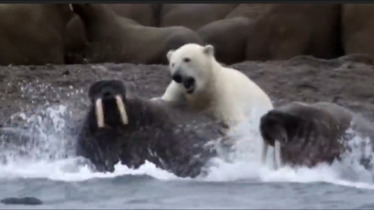 The bravery of polar bears in survival