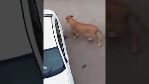 Lion on the loose at Shahra e Faisal, Karachi in Pakistan