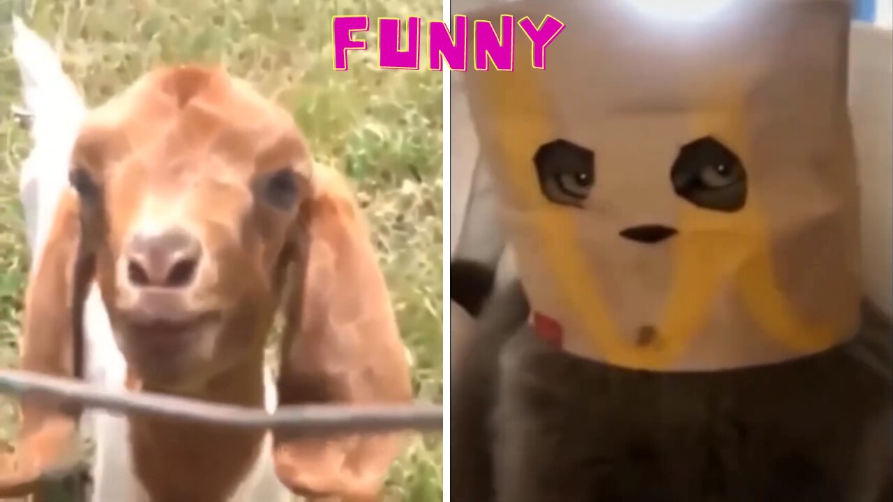 How Did Funny Animal Become the Best? Find Out.