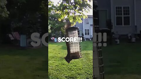 Watch this Squirrel Solve a Puzzling Challenge - Can He Outsmart It? #shorts