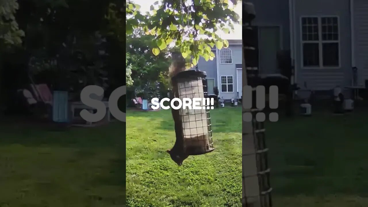 Watch this Squirrel Solve a Puzzling Challenge - Can He Outsmart It? #shorts