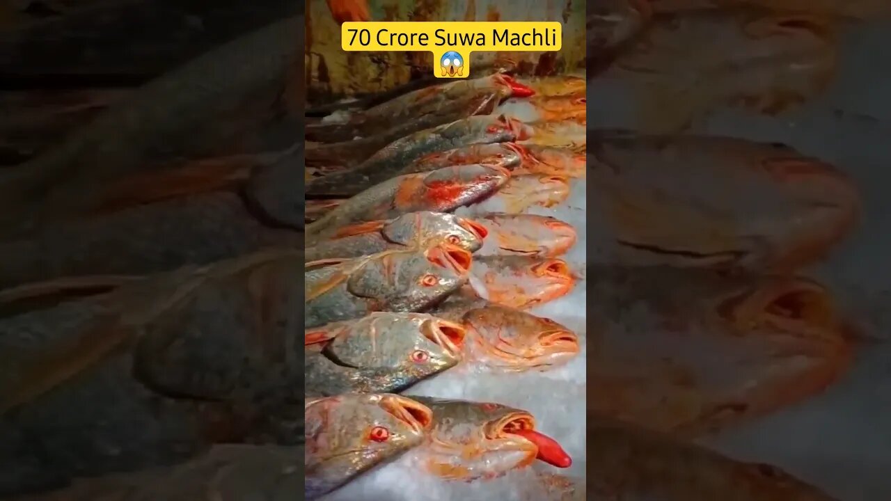 Fishing Suwa Machli 😱| Ibrahim Hyderi Karachi #fishing #shorts #short #suwamachli #youtubeshort