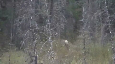 NICE BULL ELK! Velvet Bulls! 2022 Bull Elk in Velvet!