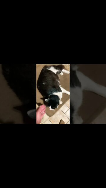 Shop cat Chronicles… From shop cat to house cat #ShopCat #Shorts