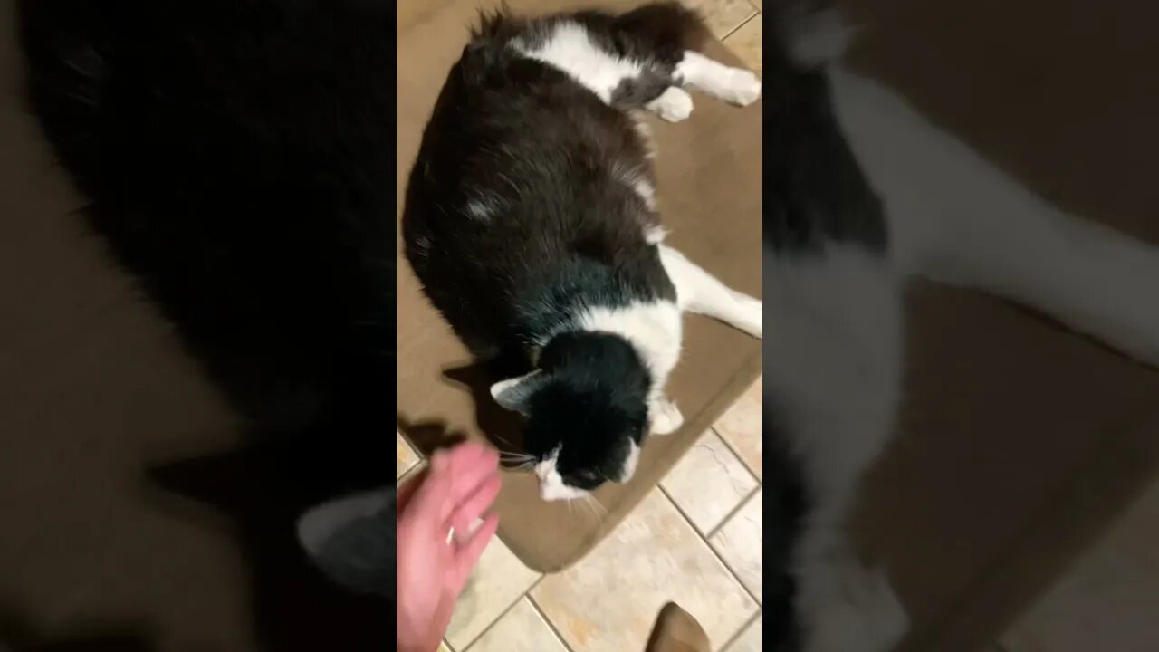 Shop cat Chronicles… From shop cat to house cat #ShopCat #Shorts