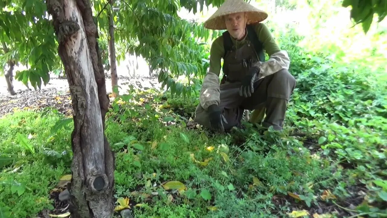 Matthew's Back to Eden Garden - Planting Under Trees - L2Survive with Thatnub