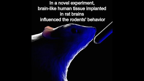 brain-like human tissue implanted in rat brains influenced the rodents' behavior