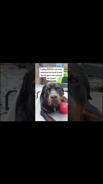 Calling RSPCA! #Shorts #rottweiler #dogs