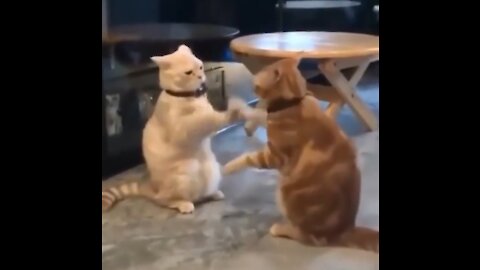 Funny cute cats video compilation