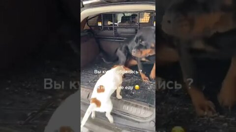 #shorts Смешные Собаки Из Тик Тока 219 Funny Dogs From Tiktok