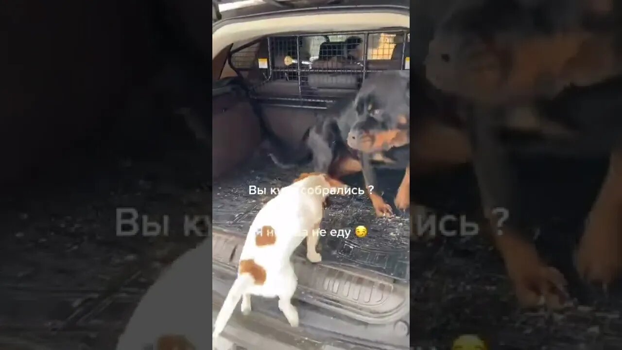 #shorts Смешные Собаки Из Тик Тока 219 Funny Dogs From Tiktok