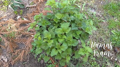 What's growing in the garden, today April 7, 2023