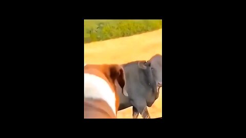 animal funny comedy videos