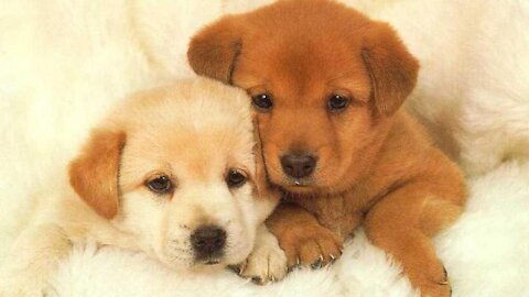 Cute dogs you won't resist seeing it.