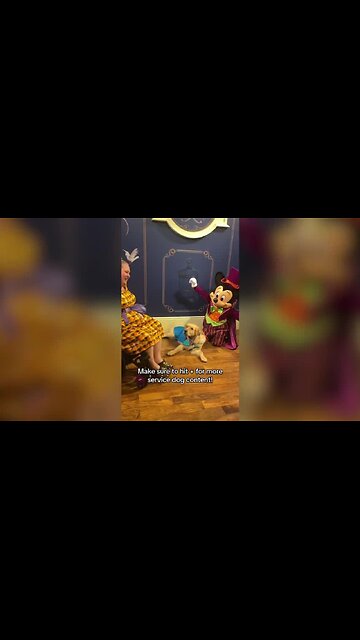 Service dog falls asleep while meeting Mickey Mouse