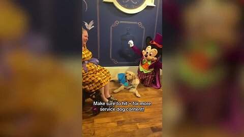 Service dog falls asleep while meeting Mickey Mouse