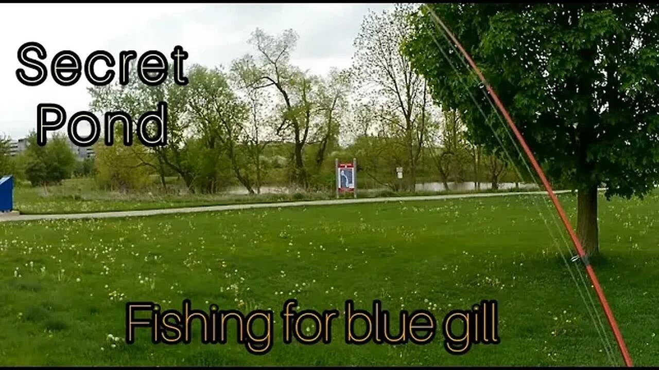 SECRET POND FISHING for Bluegills