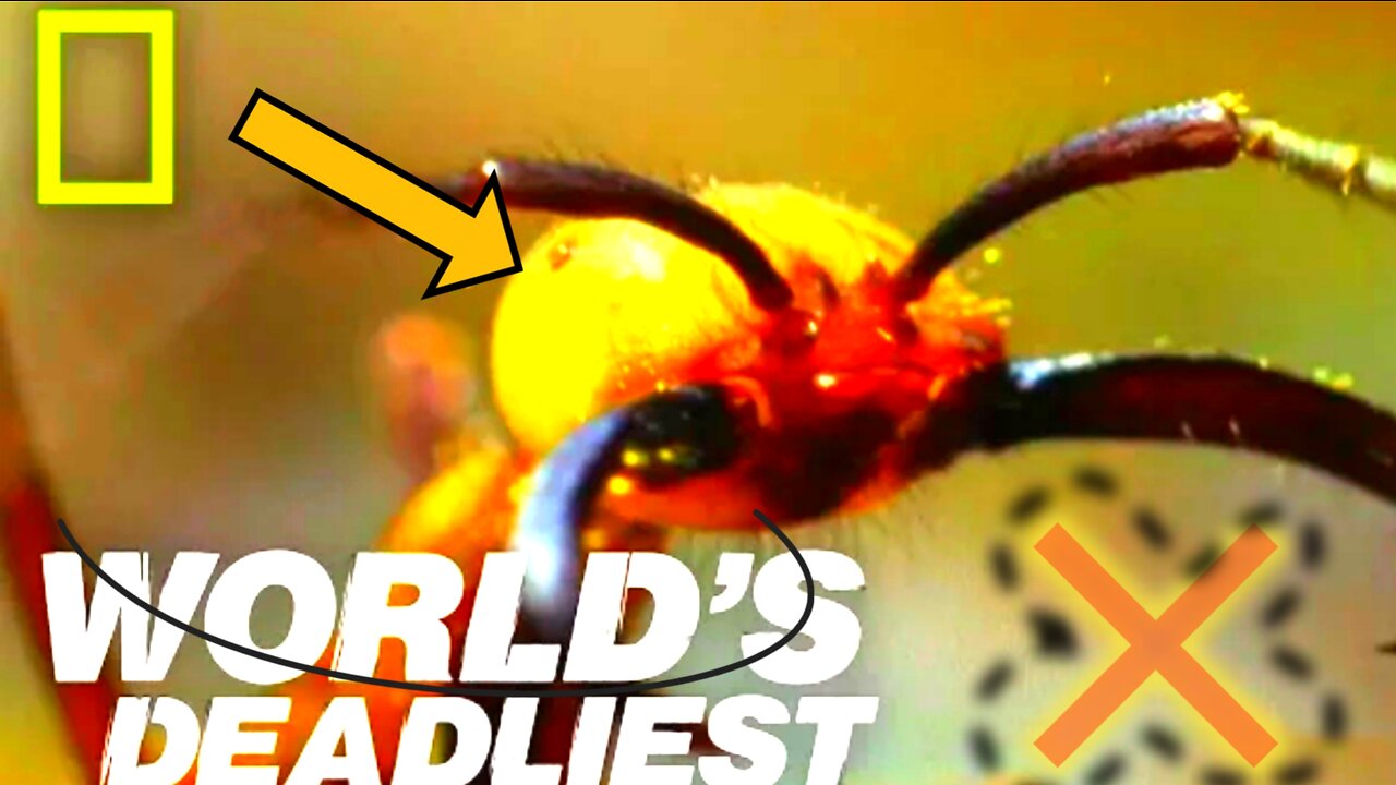 National Geographic - Army Ants - BBC Wildlife Documentary ○AnimalGossip rumble channel..