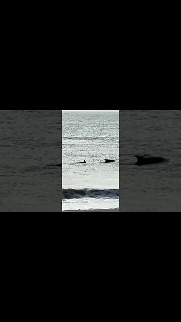 Dolphins invade my Backyard again! #shorts