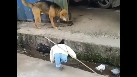 PLAYING CAT VIDEO MEAWWW