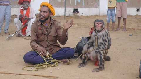 Monkey dance by Street performer