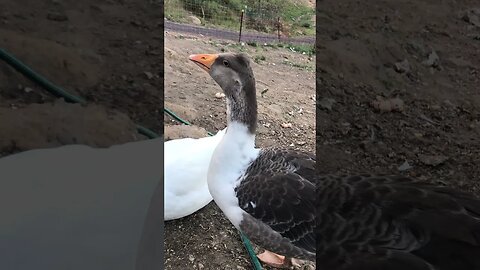 Beautiful gosling girl