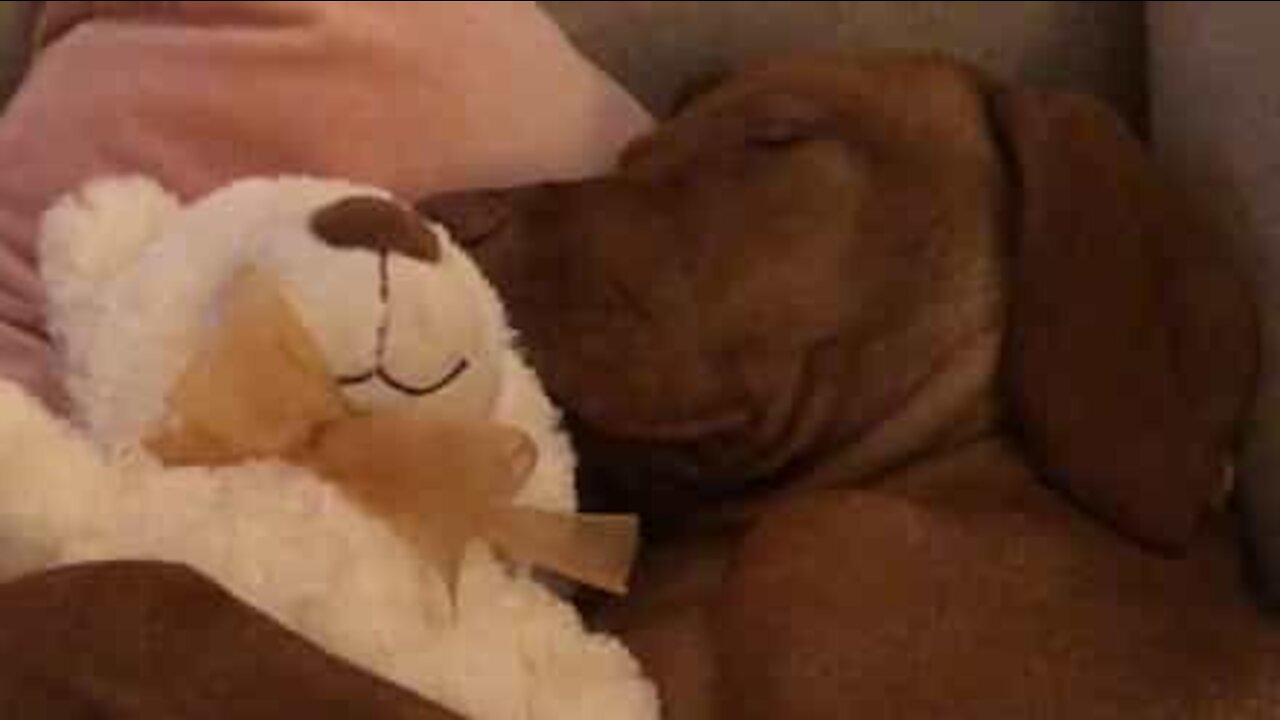 Cachorro dorme agarrado a urso de peluche