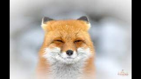 clever wild fox couple playing on trampoline