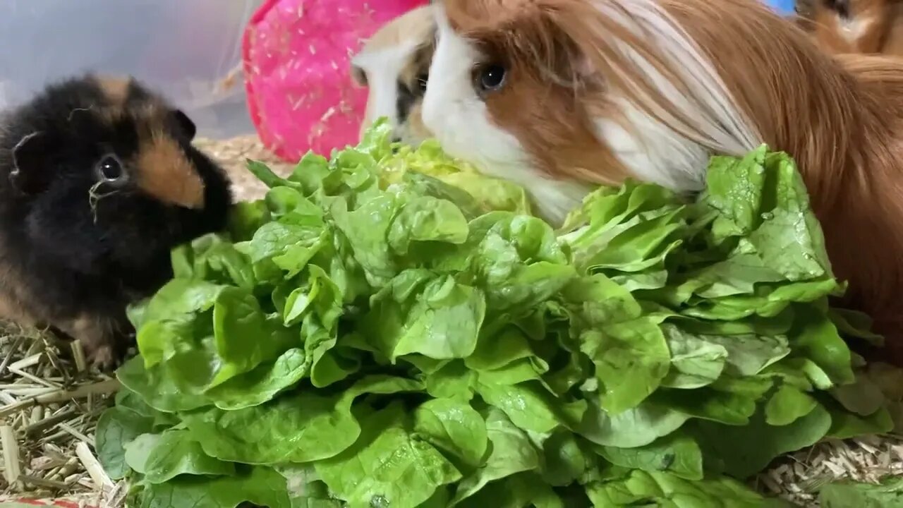 Guinea pigs devouring salad 🥗