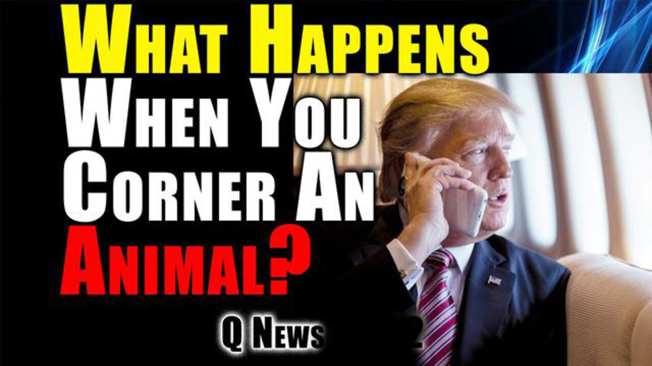 What Happens When You Corner An Animal? | Q News 06/26/22