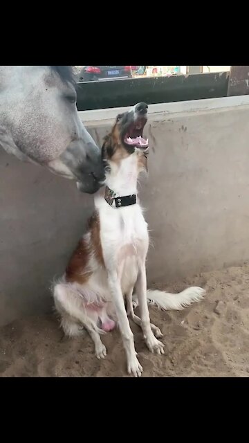 Horse and Doggy Make the Best Couple Ever