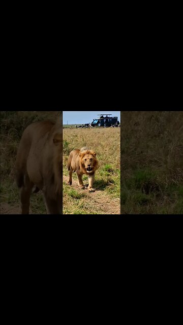 Leaving a Meal To Vultures #shorts | #ShortsAfrica